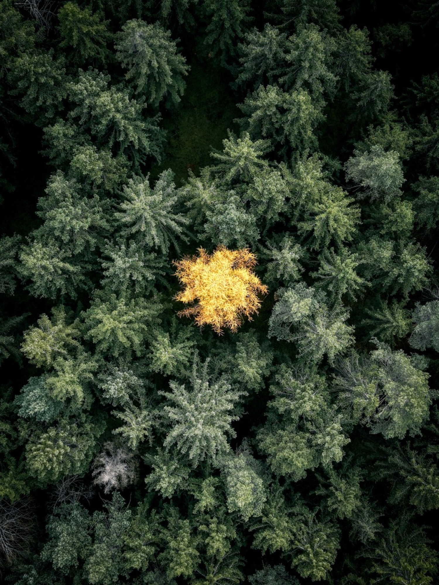 Einzelner gelb verfärbter Baum inmitten eines grünen Nadelwalds von oben