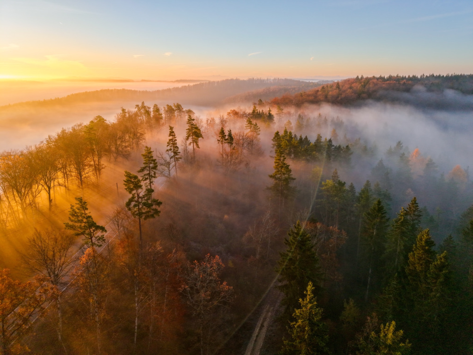 Herbstlicher Wald im Gegenlicht mit Nebelschwaden und Sonnenstrahlen