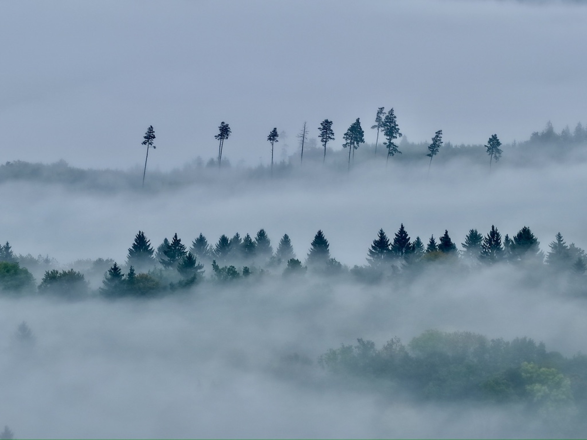 Silhouetten einzelner Bäume auf einem Hügelkamm im Nebel