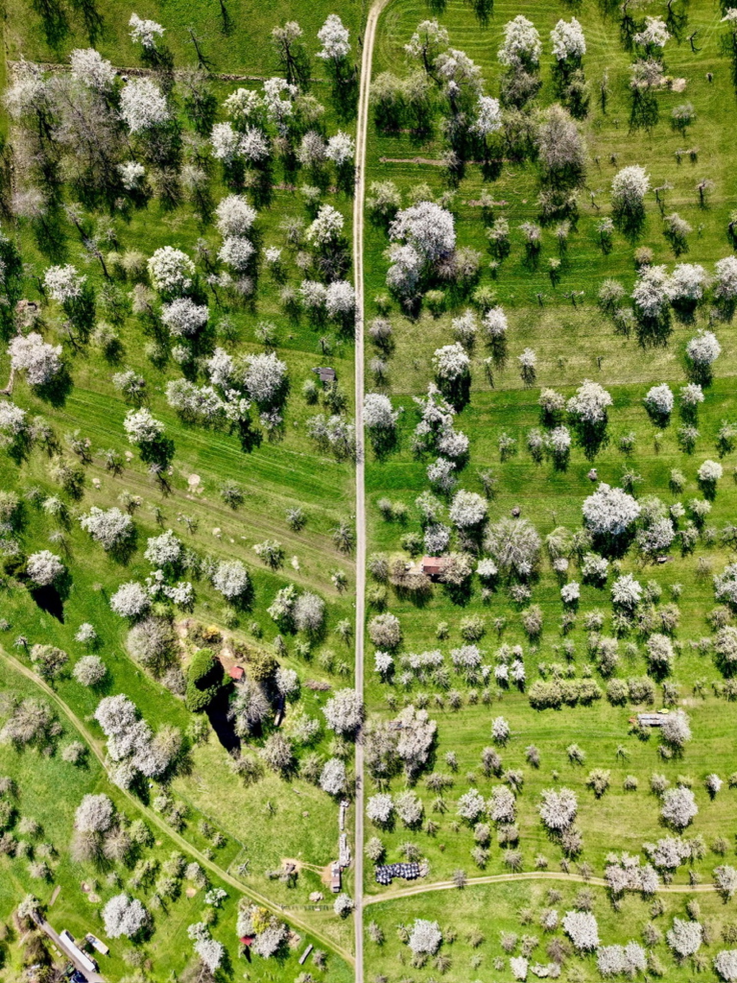 Blühende Streuobstwiese von oben, geteilt durch einen Feldweg